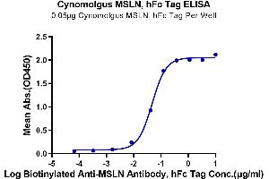 Immobilized Cynomolgus MSLN, hFc Tag at 0.