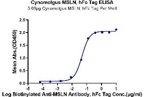 ELISA image for Mesothelin (MSLN) protein (Fc Tag) (ABIN7275282)