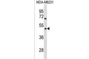 OR1Q1 Antibody (C-term) (ABIN1536936 and ABIN2838211) western blot analysis in MDA-M cell line lysates (35 μg/lane). (OR1Q1 anticorps  (C-Term))
