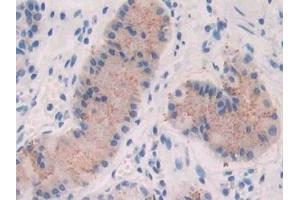 Detection of FGF19 in Human Stomach Tissue using Polyclonal Antibody to Fibroblast Growth Factor 19 (FGF19)