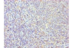 Immunohistochemistry of paraffin-embedded human tonsil tissue using ABIN7162798 at dilution of 1:100