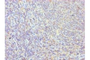Immunohistochemistry of paraffin-embedded human tonsil tissue using ABIN7162798 at dilution of 1:100 (PPIB anticorps  (AA 34-216))