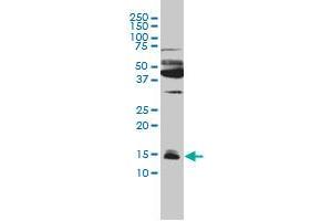 IFITM3 monoclonal antibody (M01), clone 4C8-1B10 Western Blot analysis of IFITM3 expression in Hela .