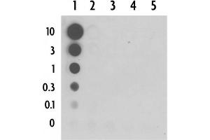 Dot blot of 5-Carboxylcytosine pAb. (5-Carboxylcytosine anticorps)