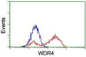 HEK293T cells transfected with either RC217569 overexpress plasmid (Red) or empty vector control plasmid (Blue) were immunostained by anti-WDR4 antibody (ABIN2455211), and then analyzed by flow cytometry. (WDR4 anticorps)