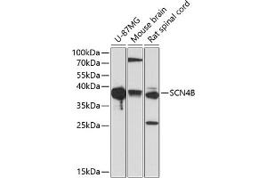 SCN4B anticorps