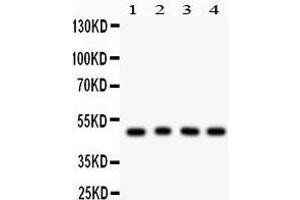 Anti- CTBP1 Picoband antibody, Western blotting All lanes: Anti CTBP1  at 0. (CTBP1 anticorps  (C-Term))