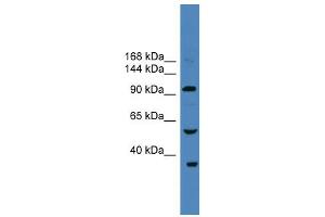WB Suggested Anti-USP29 Antibody Titration: 0. (USP29 anticorps  (N-Term))