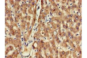 Immunohistochemistry of paraffin-embedded human liver tissue using ABIN7159597 at dilution of 1:100