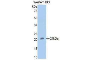Western Blotting (WB) image for anti-Membrane Metallo-Endopeptidase (MME) (AA 382-538) antibody (ABIN1175016) (MME anticorps  (AA 382-538))