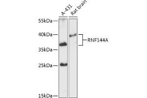 Western blot analysis of extracts of various cell lines, using RNF144A antibody (ABIN7270061) at 1:1000 dilution. (RNF144A anticorps  (AA 52-179))