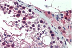 ABIN571037 (10µg/ml) staining of paraffin embedded Human Testis.