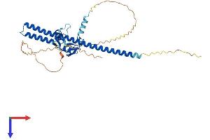 AlphaFold protein structure predicition of Mouse Recombinant Trim44 Protein, UniprotID Q9QXA7