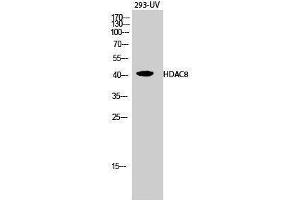 Western Blotting (WB) image for anti-Histone Deacetylase 8 (HDAC8) (Tyr753) antibody (ABIN3184991) (HDAC8 anticorps  (Tyr753))