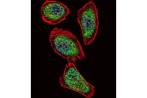 Fluorescent confocal image of  cell stained with IPF Antibody (C-term) (ABIN392141 and ABIN2841873).