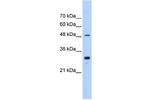 CYP2C9 antibody used at 0.