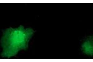 Anti-IL1F6 mouse monoclonal antibody (ABIN2453182) immunofluorescent staining of COS7 cells transiently transfected by pCMV6-ENTRY IL1F6 (RC219328). (IL36A/IL1F6 anticorps)