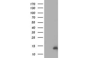 HEK293T cells were transfected with the pCMV6-ENTRY control (Left lane) or pCMV6-ENTRY CHCHD5 (Right lane) cDNA for 48 hrs and lysed. (CHCHD5 anticorps  (AA 1-110))