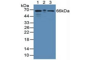 Figure. (KHDRBS1 anticorps  (AA 156-381))