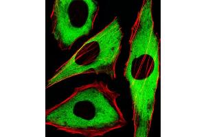 Fluorescent image of Hela cells stained with XAF1 GDH Antibody (ABIN1539789 and ABIN2838005). (GAPDH anticorps)