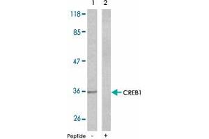 Western blot analysis of the extracts from NIH/3T3 cells , using CREB1 polyclonal antibody  . (CREB1 anticorps  (Ser129))