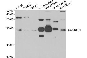 Western blot analysis of extracts of various cell lines, using UQCRFS1 antibody.