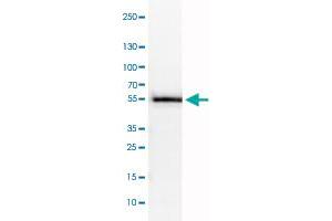 Western Blot analysis of U-251 MG cell lysate with WWTR1 monoclonal antibody, clone CL0371 .