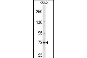 Western blot analysis in K562 cell line lysates (35ug/lane). (ZNF132 anticorps  (N-Term))
