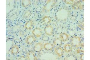 Immunohistochemistry of paraffin-embedded human kidney tissue using ABIN7144316 at dilution of 1:100 (AGR2 anticorps  (AA 21-175))