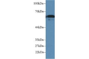 Western Blot; Sample: Human HepG2 cell lysate; Primary Ab: 2µg/ml Rabbit Anti-Mouse FUT4 Antibody Second Ab: 0. (CD15 anticorps  (AA 144-389))