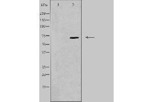 Western blot analysis of extracts from K562 cells, using P2R3B antibody. (PPP2R3B anticorps  (Internal Region))