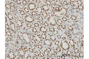 Image no. 5 for anti-Regulation of Nuclear Pre-mRNA Domain Containing 1A (RPRD1A) (AA 76-171) antibody (ABIN466219) (RPRD1A anticorps  (AA 76-171))