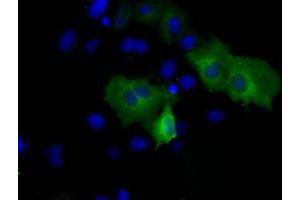 Anti-PSMC3 mouse monoclonal antibody (ABIN2453532) immunofluorescent staining of COS7 cells transiently transfected by pCMV6-ENTRY PSMC3 (RC201790). (PSMC3 anticorps)