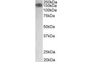 Image no. 1 for anti-Myosin Light Chain Kinase (MYLK) (AA 1721-1734) antibody (ABIN1103161) (MYLK anticorps  (AA 1721-1734))