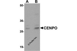 Western Blotting (WB) image for anti-Centromere Protein O (CENPO) (Middle Region) antibody (ABIN1030905) (CENPO anticorps  (Middle Region))
