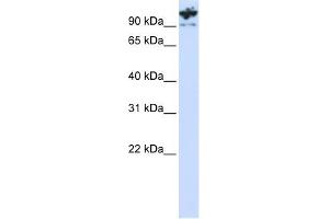 PCDHA6 antibody used at 1 ug/ml to detect target protein. (PCDHA6 anticorps  (C-Term))