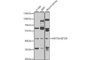 Western blot analysis of extracts of various cell lines, using KMT5A/KMT5A/SETD8 antibody (ABIN6132563, ABIN6147653, ABIN6147654 and ABIN6223142) at 1:1000 dilution. (SETD8 anticorps  (AA 73-352))