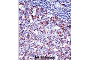 SPN/CD43 Antibody (Center) ((ABIN658006 and ABIN2846949))immunohistochemistry analysis in formalin fixed and paraffin embedded human tonsil tissue followed by peroxidase conjugation of the secondary antibody and DAB staining. (CD43 anticorps  (AA 230-257))