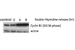 WB Image Sample (50 ug of HeLa whole cell lysate) antibody diluted at 1:5000 (Cyclin B1 anticorps)
