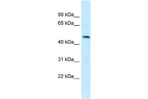 WB Suggested Anti-SQRDL Antibody Titration: 1. (SQRDL anticorps  (Middle Region))
