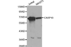 Western blot analysis of extracts of Jurkat and NIH3T3 cells, using CASP10 antibody. (Caspase 10 anticorps  (AA 220-521))