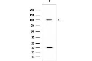 Western blot analysis of lysates from Rat testis, using PSMD2 Mouse Monoclonal Antibody at 1/1000 dilution.