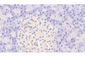 Detection of CASP9 in Human Pancreas Tissue using Polyclonal Antibody to Caspase 9 (CASP9) (Caspase 9 anticorps  (AA 331-416))