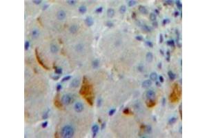 IHC-P analysis of Liver tissue, with DAB staining. (Protocadherin 1 anticorps  (AA 575-812))