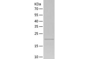 Western Blotting (WB) image for Translin (TSN) (AA 1-228) protein (His-IF2DI Tag) (ABIN7125468)
