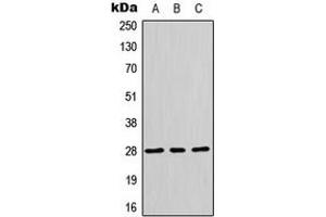 Western blot analysis of HES6 expression in HepG2 (A), HeLa (B), MCF7 (C) whole cell lysates. (HES6 anticorps  (N-Term))