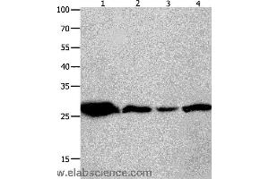 Western blot analysis of Mouse brain tissue, A549 cell and human lymphoma tissue, hela cell , using YWHAQ Polyclonal Antibody at dilution of 1:950