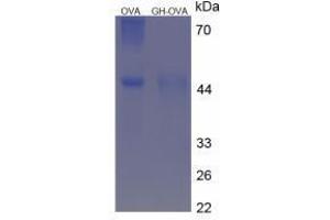 Image no. 3 for Growth Hormone 1 (GH1) peptide (Ovalbumin) (ABIN5666209) (Growth Hormone 1 (GH1) peptide (Ovalbumin))