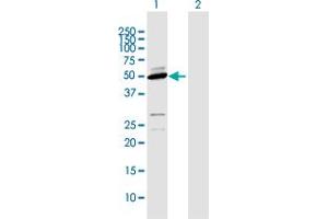 Western Blot analysis of CYP2D6 expression in transfected 293T cell line by CYP2D6 MaxPab polyclonal antibody.