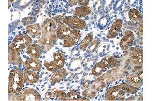 Image no. 1 for anti-Betaine--Homocysteine S-Methyltransferase (BHMT) (AA 327-376) antibody (ABIN320646)